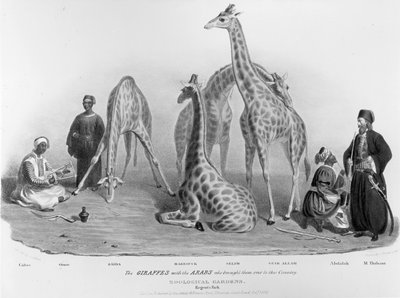 The Giraffes with the Arabs who brought them over to this country, Zoological Gardens, Regent